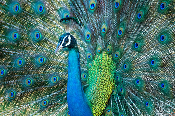 Fototapeta na wymiar Peacock (Pavo cristatus), Yala National Park, Sri Lanka