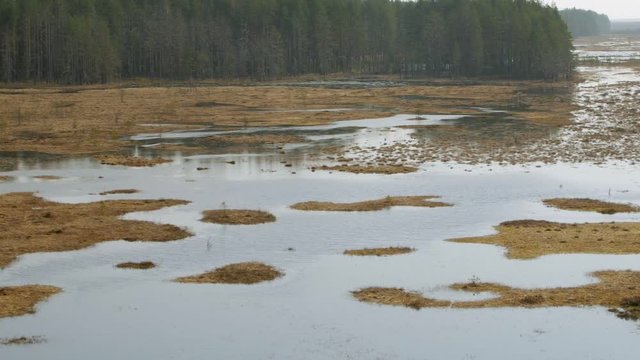 Panorama of Swamp Field In Cepkeliai reserve in Lithuania. Zoom in.