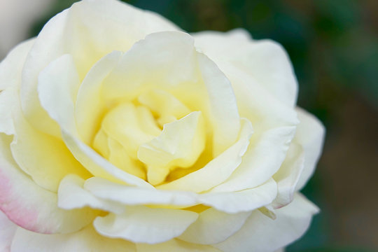 Like in beautiful of rose flower 