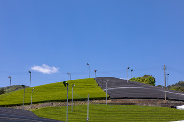 Obraz premium 京都 和束の茶畑