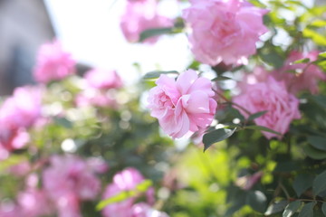 ピンクのバラ