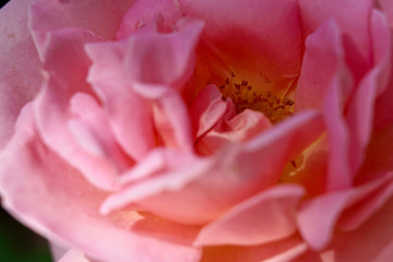 Fototapeta na wymiar Like in beautiful of rose flower 