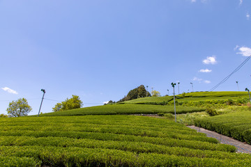 京都　和束の茶畑