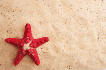Fototapeta na wymiar red starfish lying in the gold sand