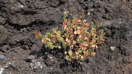 flore de Lanzarote