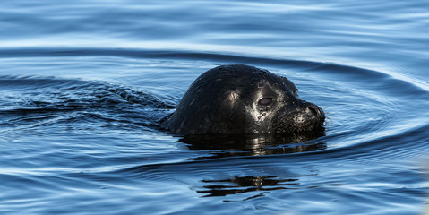 Fototapeta premium The Ladoga ringed seal swimming in the water. Blue water background. Scientific name: Pusa hispida ladogensis. The Ladoga seal in a natural habitat. Summer season. Ladoga Lake. Russia