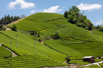 Fototapeta na wymiar 京都　和束の茶畑