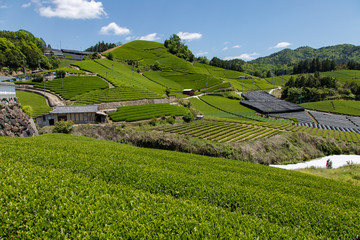 京都　和束の茶畑