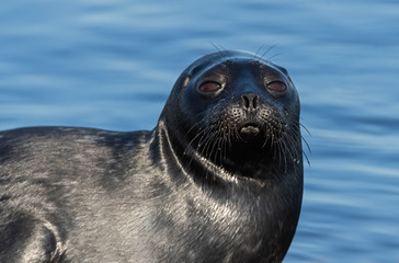 Fototapeta premium The Ladoga ringed seal. Side view portrait. Close up. Scientific name: Pusa hispida ladogensis. The Ladoga seal in a natural habitat. Ladoga Lake. Russia