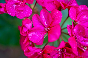 Fototapeta na wymiar Beauty of Oleander flower