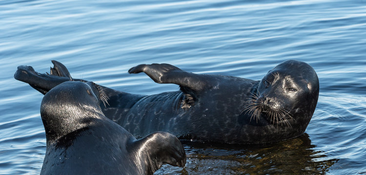 The Ladoga ringed seals. . Scientific name: Pusa hispida ladogensis. The Ladoga seal in a natural habitat. Ladoga Lake. Russia