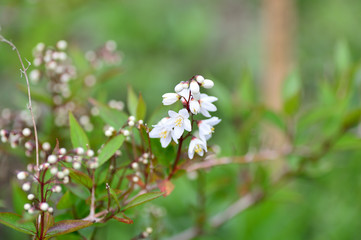 向島百花園