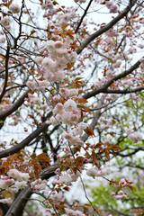 向島百花園