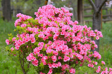 Fototapeta premium 向島百花園