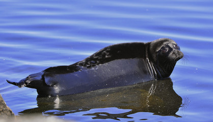 Naklejka premium The Ladoga ringed seal resting on a stone. Scientific name: Pusa hispida ladogensis. The Ladoga seal in a natural habitat. Ladoga Lake. Russia