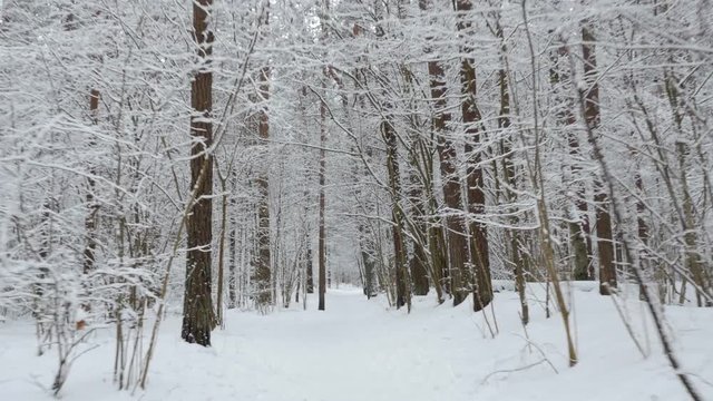 POV walking in the forest by the path after snowfall. Gimbal shot.