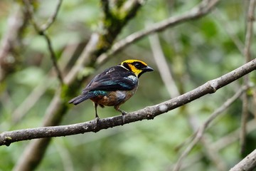 Fototapeta premium Tanager