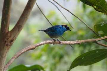 Obraz premium Hummingbird