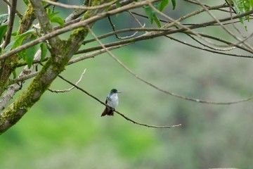 Obraz premium Hummingbird