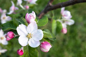 Fototapeta na wymiar pink and white apple flowers and buds bloom in the garden.