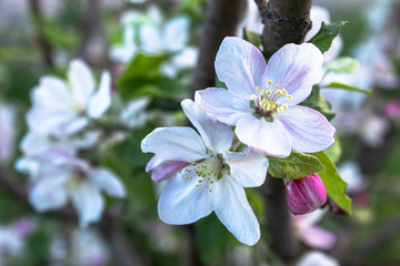 White flowers apple tree branches in the spring garden