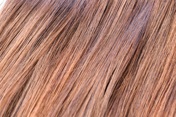 Light brown hair - White background