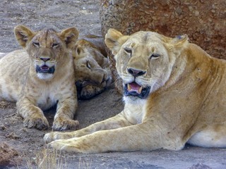 lioness and cubs