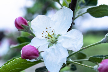 pink and white apple flowers and buds bloom in the garden.