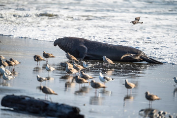 Obraz premium northern elephant seal (Mirounga angustirostris), Point Reyes National Seashore, Marin, California