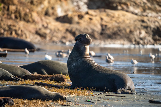 northern elephant seal (Mirounga angustirostris), Point Reyes National Seashore, Marin, California