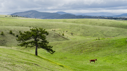 landscape with trees and hills