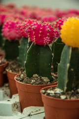 Cactus vert et rose en fleur décoration
