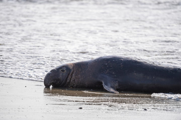 Obraz premium northern elephant seal (Mirounga angustirostris), Point Reyes National Seashore, Marin, California