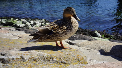 Ente