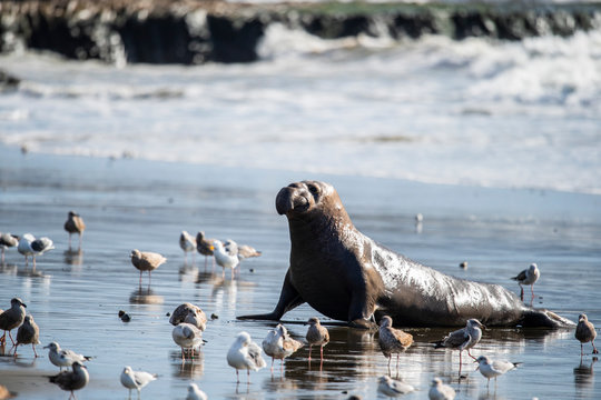 northern elephant seal (Mirounga angustirostris), Point Reyes National Seashore, Marin, California