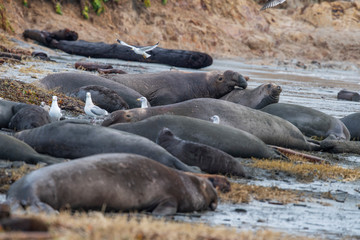 northern elephant seal (Mirounga angustirostris), Point Reyes National Seashore, Marin, California