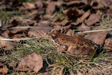 gray toad sits on the grass in the autumn leaves and basks in the sun. Leningrad region, reserve 