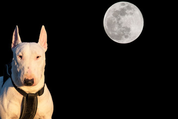 Miniature Bull Terrier with full moon behind