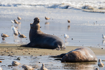 Fototapeta premium northern elephant seal (Mirounga angustirostris), Point Reyes National Seashore, Marin, California