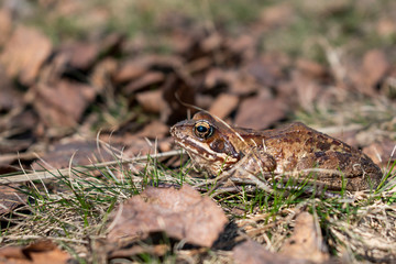 gray toad sits on the grass in the autumn leaves and basks in the sun. Leningrad region, reserve 