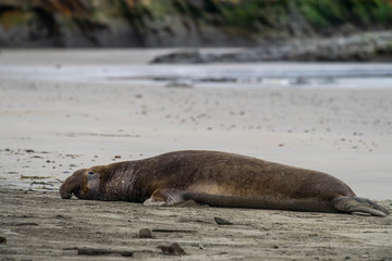 Fototapeta premium northern elephant seal (Mirounga angustirostris), Point Reyes National Seashore, Marin, California