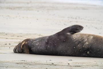 northern elephant seal (Mirounga angustirostris), Point Reyes National Seashore, Marin, California - 266636605