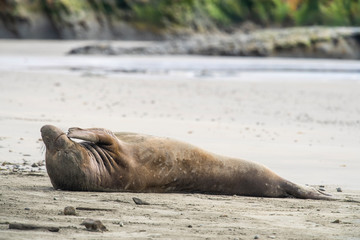 northern elephant seal (Mirounga angustirostris), Point Reyes National Seashore, Marin, California - 266636650