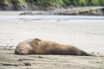 northern elephant seal (Mirounga angustirostris), Point Reyes National Seashore, Marin, California - 266636652