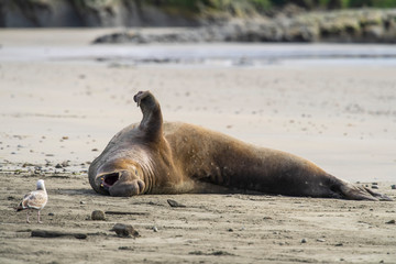 northern elephant seal (Mirounga angustirostris), Point Reyes National Seashore, Marin, California - 266636689