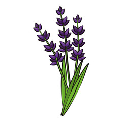 Flowers nature drawing isolated