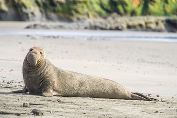northern elephant seal (Mirounga angustirostris), Point Reyes National Seashore, Marin, California - 266636854