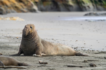northern elephant seal (Mirounga angustirostris), Point Reyes National Seashore, Marin, California - 266636867