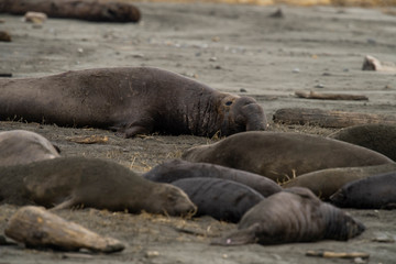 northern elephant seal (Mirounga angustirostris), Point Reyes National Seashore, Marin, California - 266637010