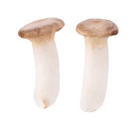 King oyster mushroom Pleurotus eryngii isolated on white background